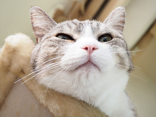 サバ白の猫