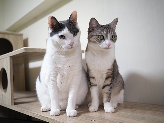 キャットウォークの上の猫
