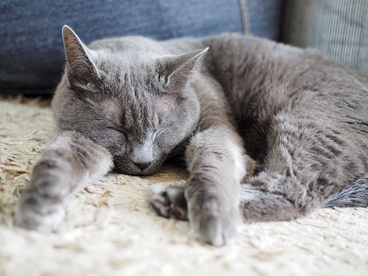 眠る猫