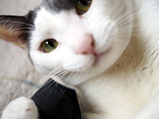 ストラップと遊ぶ猫