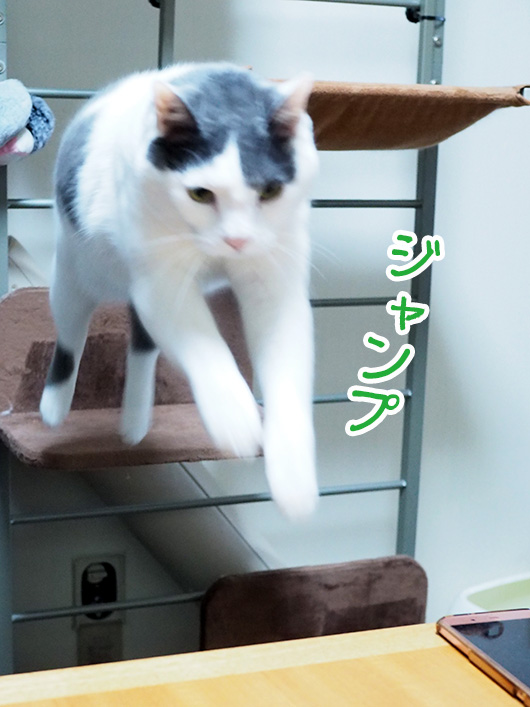 ジャンプする猫