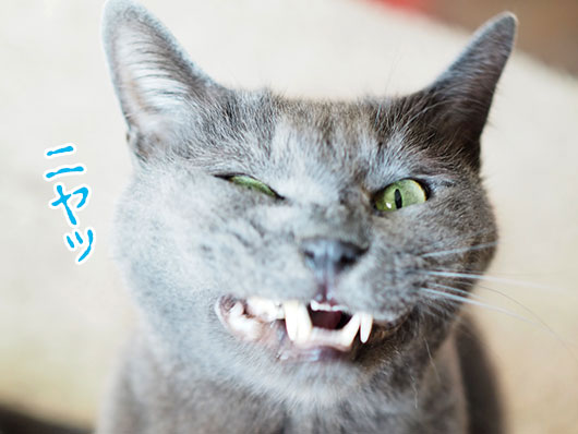 変な顔の猫
