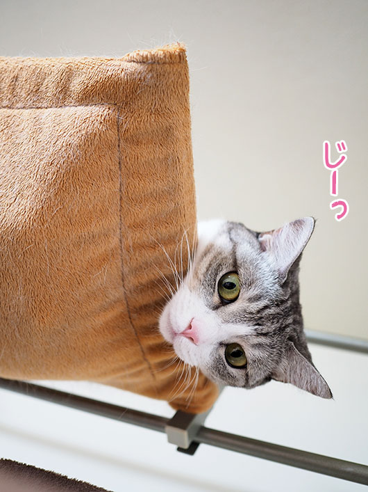 キャットウォークと猫