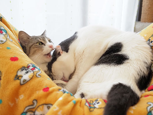 ハート猫