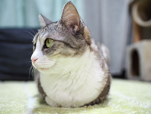横顔美人 ねこ3生活 Powered By ライブドアブログ 横顔美人 ねこ3生活 Powered By ライブドアブログ