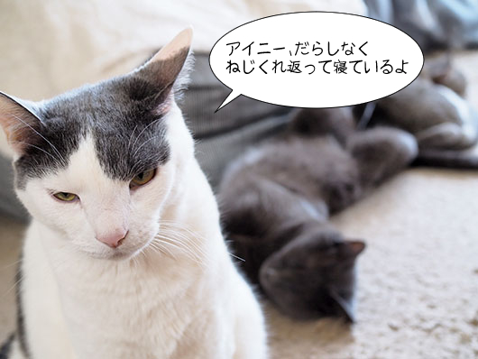 不満な猫