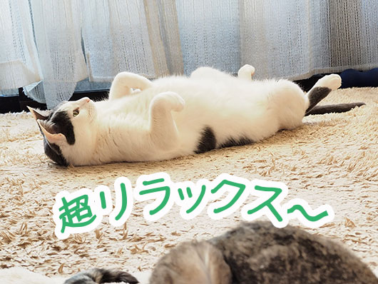 ひな祭りの猫