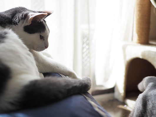 見つめる猫