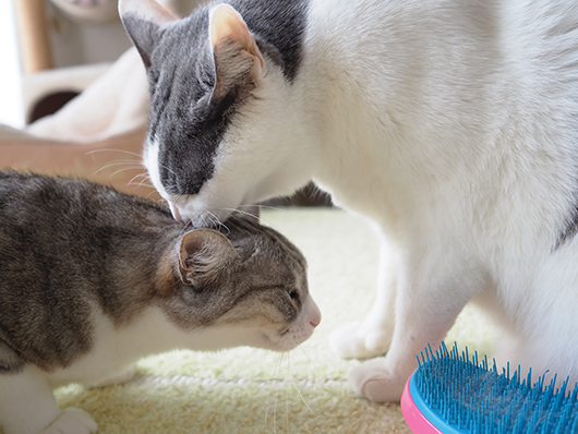 仲良しな猫