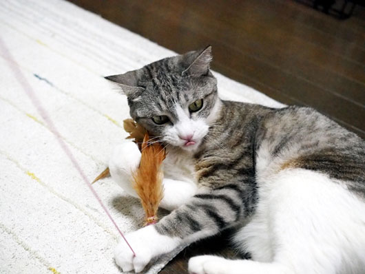 ぺろんちょ