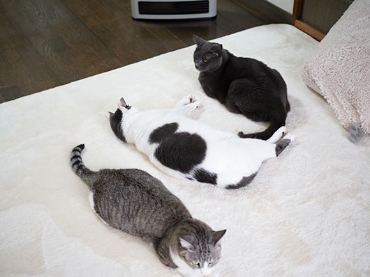 ねこ3