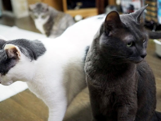 無視するねこ3