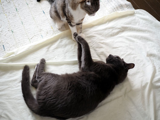 見合う猫