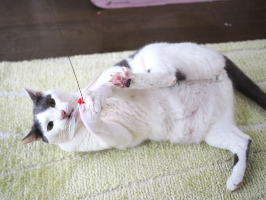 猫じゃらしで遊ぶ猫