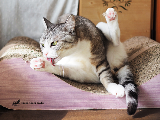 グルーミングする猫