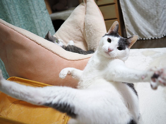 猫じゃらしで遊ぶ猫