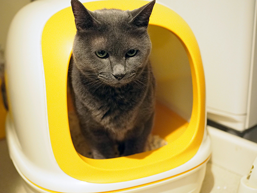 トイレをする猫