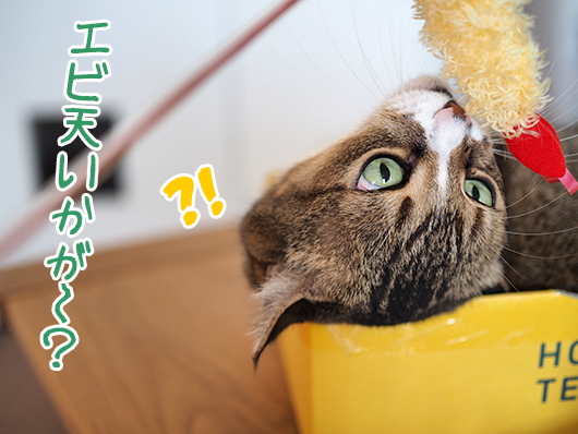 イッチャマンさんちのねこさん