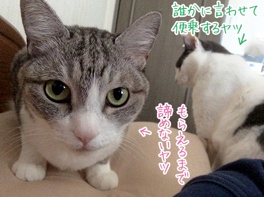 枕もとの猫