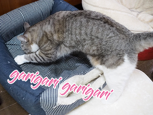 猫ベッドをガリガリする猫