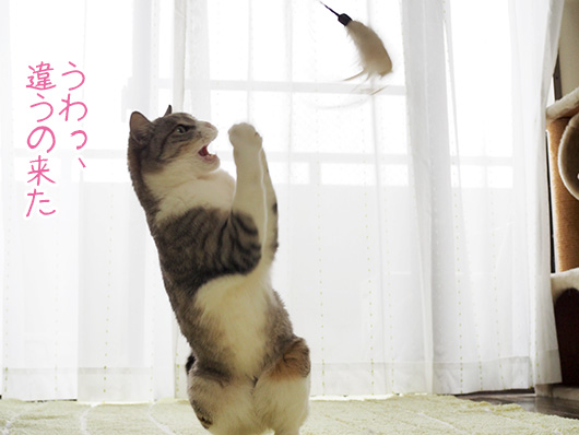 猫じゃらしで遊ぶ猫