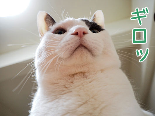 にらむ猫