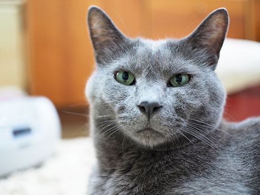 ラジオを聴く猫