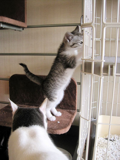 子猫と先住猫