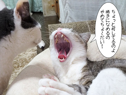 怒る猫