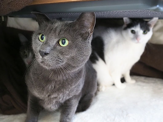 コタツの中の猫