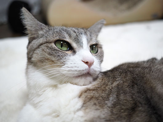 サバ白の猫