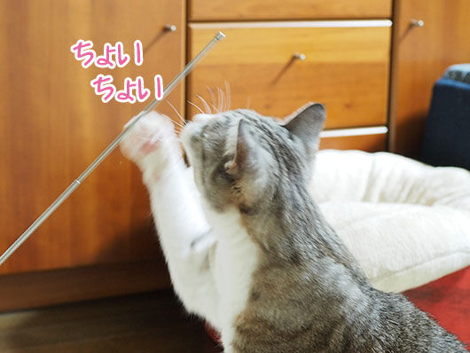 イタズラ猫