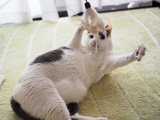 猫じゃらしで遊ぶ猫