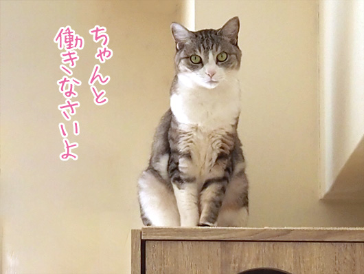 監視する猫