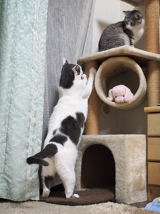 キャットタワーと猫