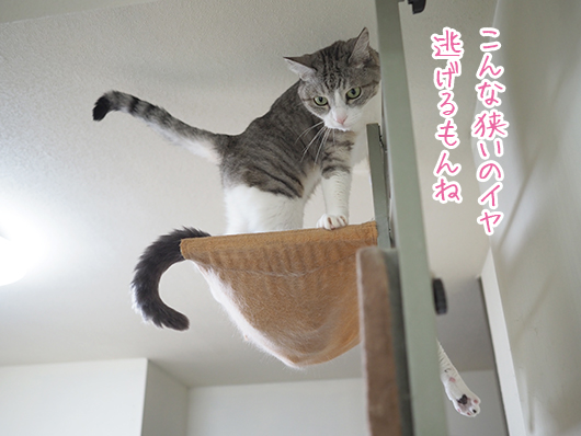 ハンモックの上の猫