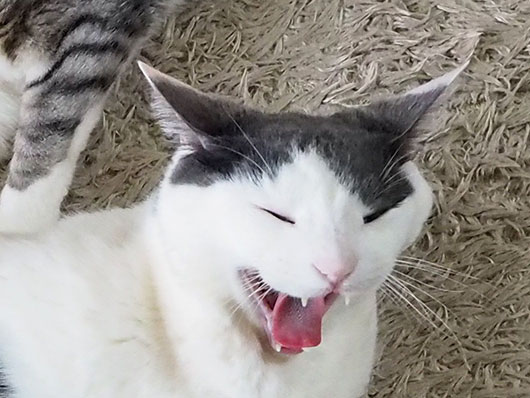 怖い顔の猫