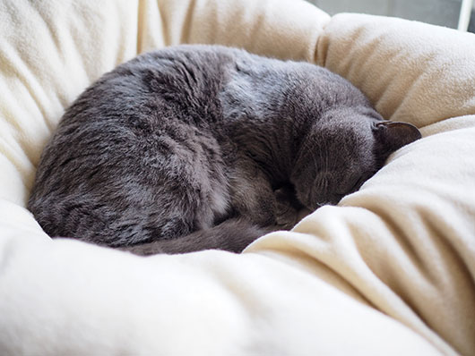 眠る猫