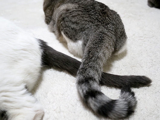 仲良しの猫