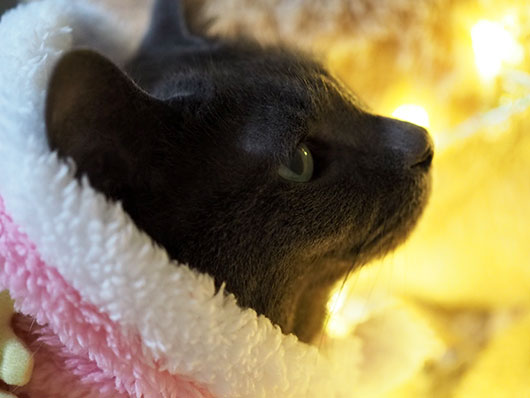 クリスマスの猫