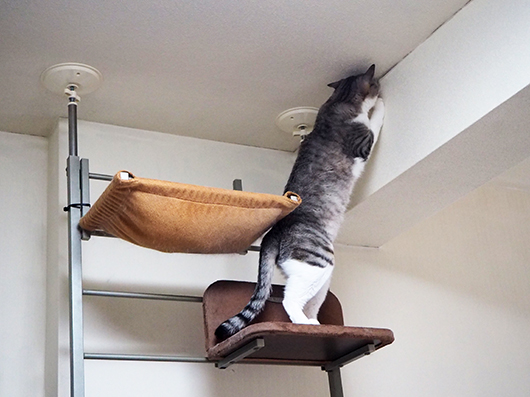キャットウォークの上の猫
