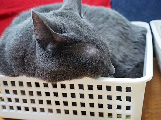 カゴの猫