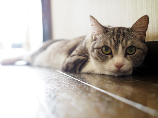 廊下に寝そべる猫