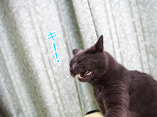 怒る猫