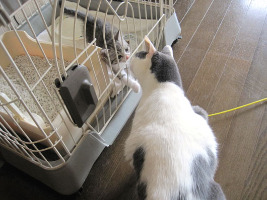 子猫と先住猫