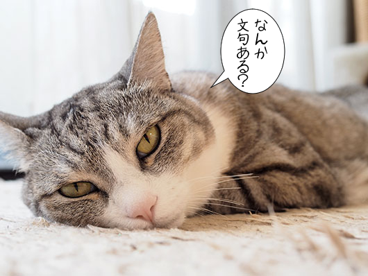 怒る猫