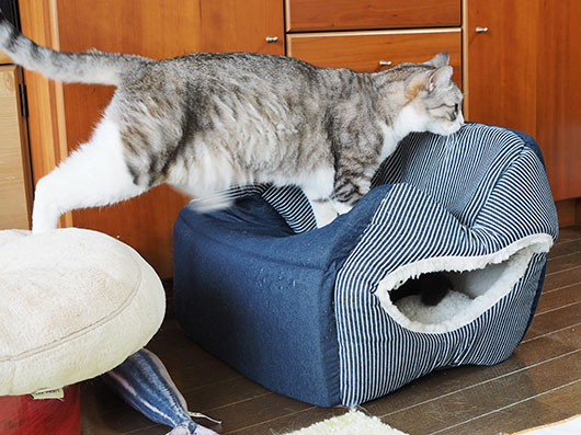 キャットハウスに登る猫