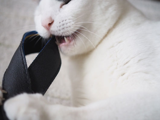 ストラップと遊ぶ猫