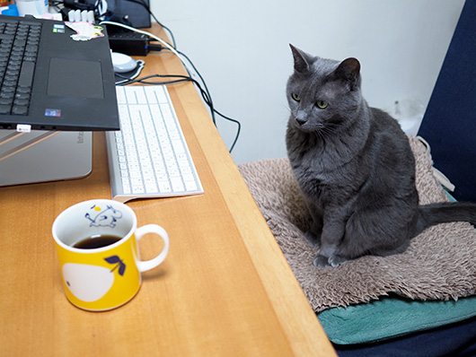 勉強中の猫