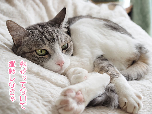 サバ白の猫